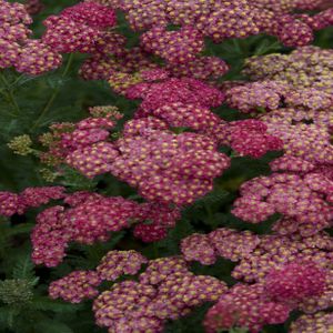 photo du catalogue promesse de fleurs