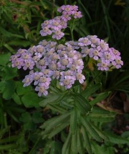 Fête des plantes rares de la Feuillerie-3
