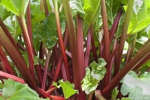 Une boisson naturelle et bienfaisante : le jus de rhubarbe,