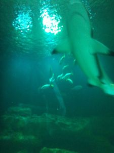 A la rencontre des requins à l'Aquarium de Paris