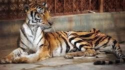 Kanchanaburi : le temple du Tigre géré par les moines serait-il un lieu de maltraitance ?