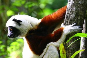 Le voyage vers la grande île de Madagascar