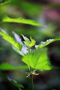 Se nourir de plantes sauvages.