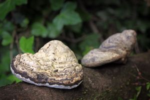 L'amadou, un champignon aux vertus étonnantes.