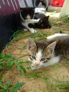 MES CHATS.