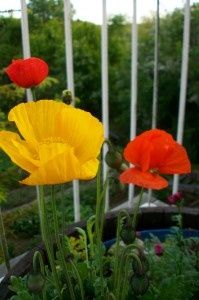 Mes dernières acquisitions. (remis à jour régulièrement pour voir le suivi des plantes.)