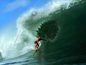 Sharkuterie : des films qui requin...quent