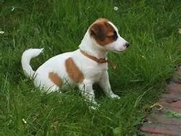 avoir un chien part1