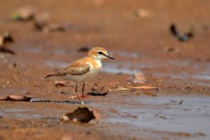 Le Pays Manding des Oiseaux, Mali (à suivre)
