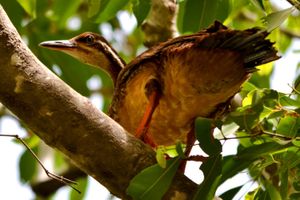 Le Pays Manding des Oiseaux, Mali (à suivre)
