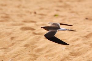Le Pays Manding des Oiseaux, Mali (à suivre)