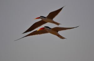Le Pays Manding des Oiseaux, Mali (à suivre)