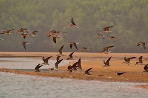 Le Pays Manding des Oiseaux, Mali (à suivre)