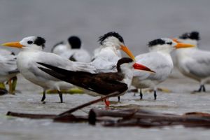 Le Pays Manding des Oiseaux, Mali (à suivre)