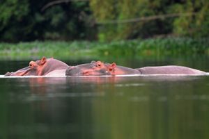 Enfin les Hippos !