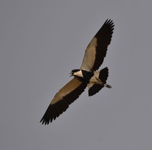 Ornitho en Côte d'Ivoire, 2013 (suite): Espèces Rares ou Peu Communes - Secteur d'Assouinde