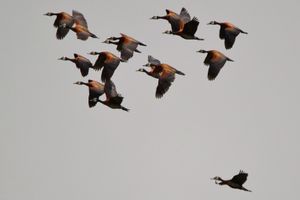Ornitho en Côte d'Ivoire, 2013: Nouvelles Espèces pour le Pays & Extensions d'Aires de Répartition