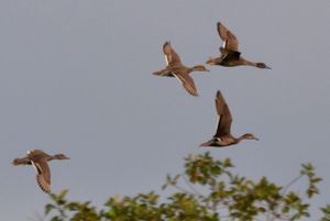 Ornitho en Côte d'Ivoire, 2013 (suite): Espèces Rares ou Peu Communes - Secteur d'Assouinde