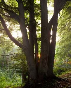 IKEA et l'Office national des forêts vous invitent à une balade en forêt