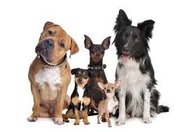 Gagnez 55,00 € en participant à une étude rémunérée sur l'alimentation canine
