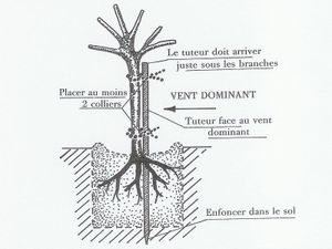 Tuteurage d'un arbre
