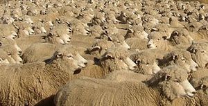 Au prix du mouton