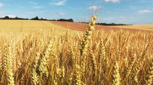 Une fois le grain tombé en terre