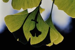 Le GINGKO BILOBA - Un arbre extraordinaire