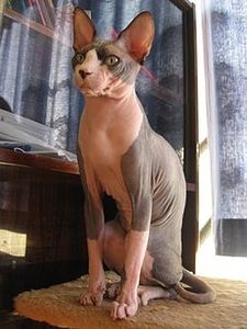 Le Sphynx, le chat tout nu