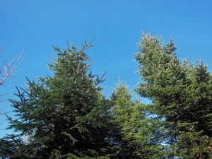 La liqueur de sapin - Histoire et Recette