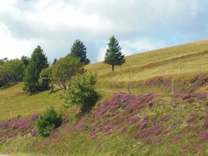 La bruyère des hautes chaumes