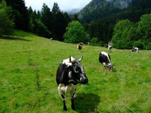 En pente douce dans les Hautes-Vosges