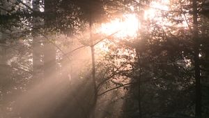 Promenons-nous dans les bois