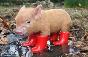 ROSE COCHON