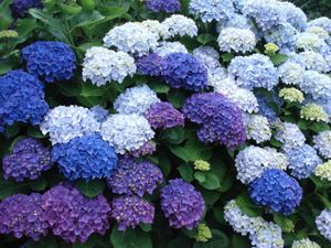 Les boules violettes