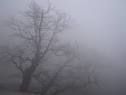 Brumes
