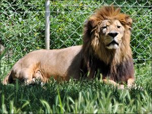 Zoo des Sables (France)