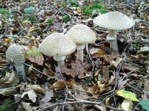 19/20 Octobre : Expo Champignons