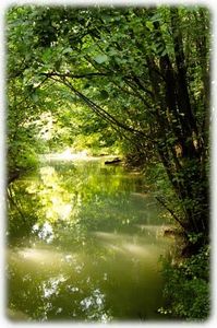 En Forêt