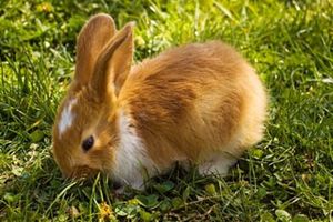 mathurin le petit lapin