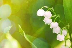 Boîte décor muguet