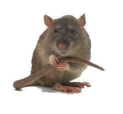La vie des rats, expression.