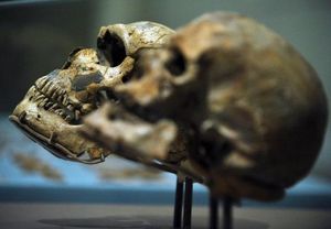 Le cancer existait déjà à l'époque de l'homme de Néandertal