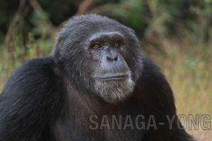 Bouboul at Sanaga-Yong