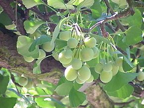 "Ginkgo Biloba"