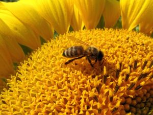 "Tournesol"