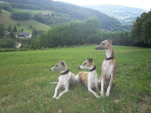 Les pâturages d'Alsace...