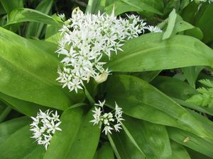Flore de nos parcours
