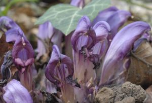 Flore de nos parcours