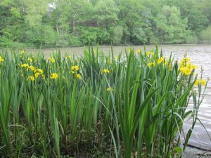 Flore de nos parcours